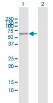 Anti-ENPP4 antibody produced in mouse purified immunoglobulin, buffered aqueous solution