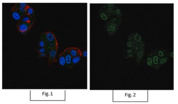 Anti-Bmi-1 Antibody, clone F6, Alexa Fluor&#8482; 488 clone F6, from mouse, ALEXA FLUOR&#8482; 488