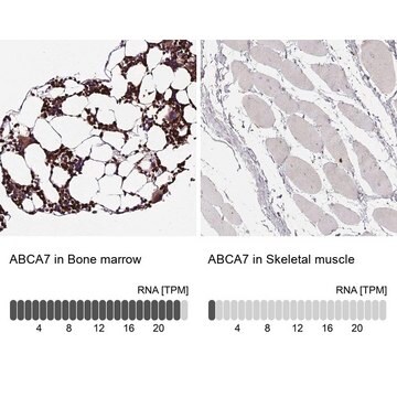 Anti-ABCA7 antibody produced in rabbit Prestige Antibodies&#174; Powered by Atlas Antibodies, affinity isolated antibody, buffered aqueous glycerol solution