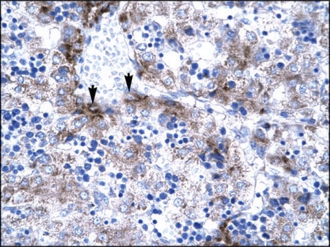 Anti-PC4 (AB2) antibody produced in rabbit IgG fraction of antiserum