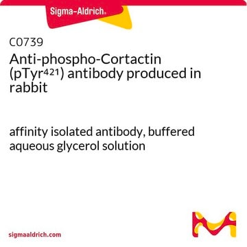 Anti-phospho-Cortactin (pTyr421) antibody produced in rabbit affinity isolated antibody, buffered aqueous glycerol solution