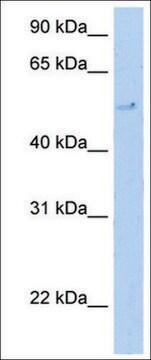 Anti-TERF2 antibody produced in rabbit IgG fraction of antiserum