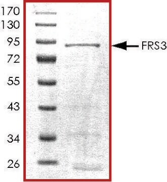 FRS3, GST tagged human recombinant, expressed in baculovirus infected Sf9 cells, &#8805;70% (SDS-PAGE), buffered aqueous glycerol solution