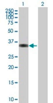 Anti-PPP1R3C antibody produced in mouse purified immunoglobulin, buffered aqueous solution