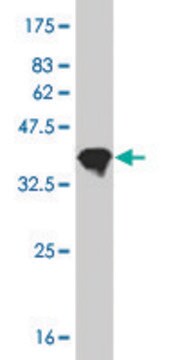 ANTI-RCV1 antibody produced in mouse clone 4H2, purified immunoglobulin, buffered aqueous solution