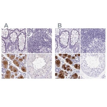 Anti-PRR27 antibody produced in rabbit Prestige Antibodies&#174; Powered by Atlas Antibodies, affinity isolated antibody, buffered aqueous glycerol solution