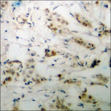 Anti-phospho-p53 (pSer20) antibody produced in rabbit affinity isolated antibody