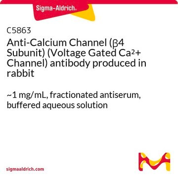 Anti-Calcium Channel (&#946;4 Subunit) (Voltage Gated Ca2+ Channel) antibody produced in rabbit ~1&#160;mg/mL, fractionated antiserum, buffered aqueous solution