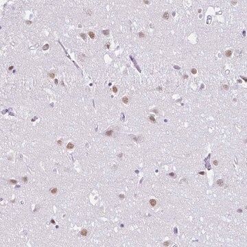 Anti-DCAF17 antibody produced in rabbit Prestige Antibodies&#174; Powered by Atlas Antibodies, affinity isolated antibody, buffered aqueous glycerol solution