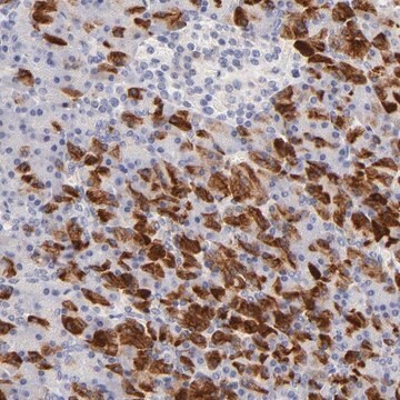 Anti-FAM117B antibody produced in rabbit Prestige Antibodies&#174; Powered by Atlas Antibodies, affinity isolated antibody, buffered aqueous glycerol solution