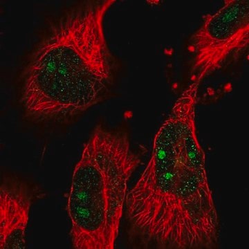 Anti-GTPBP4 antibody produced in rabbit Prestige Antibodies&#174; Powered by Atlas Antibodies, affinity isolated antibody