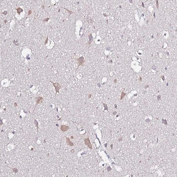 Anti-GLCE antibody produced in rabbit Prestige Antibodies&#174; Powered by Atlas Antibodies, affinity isolated antibody, buffered aqueous glycerol solution