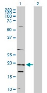 Anti-NUDT10 antibody produced in rabbit purified immunoglobulin, buffered aqueous solution