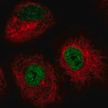 Anti-IRF2BP2 antibody produced in rabbit Prestige Antibodies&#174; Powered by Atlas Antibodies, affinity isolated antibody