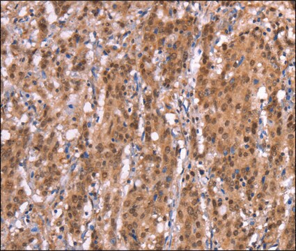 Anti-AMER1 antibody produced in rabbit affinity isolated antibody