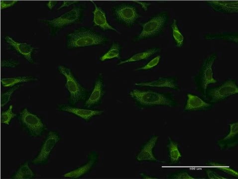 Monoclonal Anti-YWHAG antibody produced in mouse clone 1B4, purified immunoglobulin, buffered aqueous solution