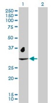 Anti-NAT2 antibody produced in rabbit purified immunoglobulin, buffered aqueous solution