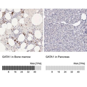 Anti-GATA1 antibody produced in rabbit Prestige Antibodies&#174; Powered by Atlas Antibodies, affinity isolated antibody, buffered aqueous glycerol solution