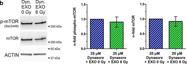 MONOCLONAL ANTI-BETA-ACTIN antibody produced in mouse clone 8H10D10, crude ascites, buffered aqueous solution