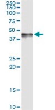 Monoclonal Anti-PDGFD antibody produced in mouse