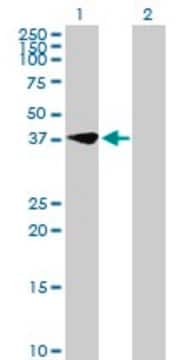 Anti-MIR16 antibody produced in mouse purified immunoglobulin, buffered aqueous solution