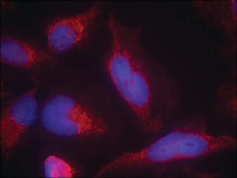 Anti-FLT3 (Ab-591) antibody produced in rabbit affinity isolated antibody