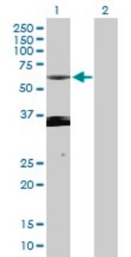 Anti-PXK antibody produced in rabbit purified immunoglobulin, buffered aqueous solution