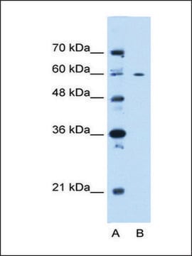 Anti-CEP55 affinity isolated antibody