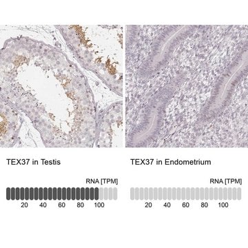 Anti-TEX37 antibody produced in rabbit Prestige Antibodies&#174; Powered by Atlas Antibodies, affinity isolated antibody, buffered aqueous glycerol solution