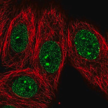 Anti-EHMT1 antibody produced in rabbit Prestige Antibodies&#174; Powered by Atlas Antibodies, affinity isolated antibody