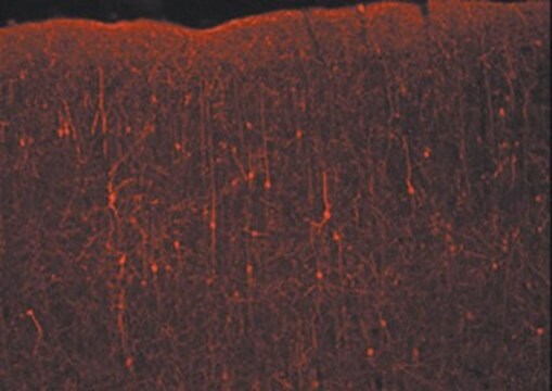 Donkey Anti-Rabbit IgG Antibody, Cy3 conjugate, Species Adsorbed Chemicon&#174;, from donkey