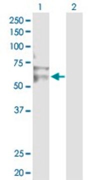 Anti-RNF12 antibody produced in rabbit purified immunoglobulin, buffered aqueous solution