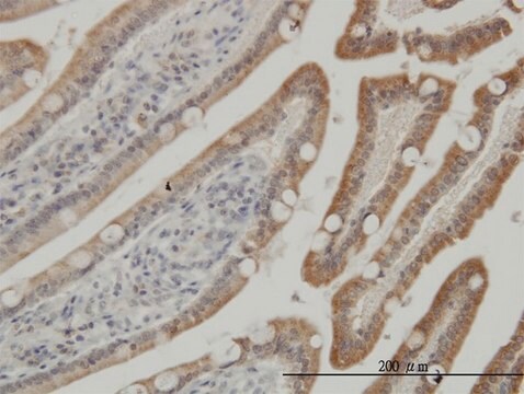 Monoclonal Anti-CSNK1G1 antibody produced in mouse clone 3D1, purified immunoglobulin, buffered aqueous solution