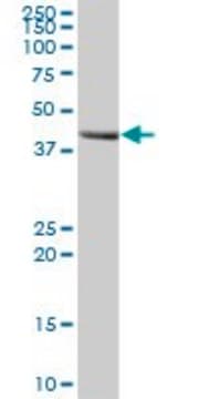 Anti-MOCS3 antibody produced in mouse purified immunoglobulin, buffered aqueous solution