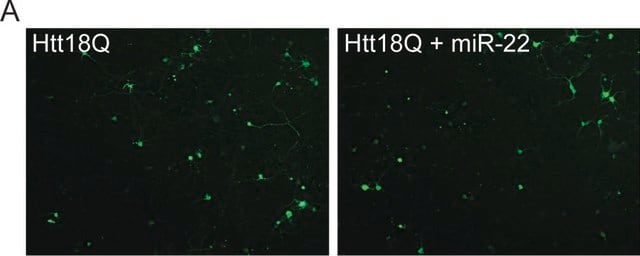 Anti-Huntingtin Antibody, a.a. 1-82 ascites fluid, clone 2B4, Chemicon&#174;