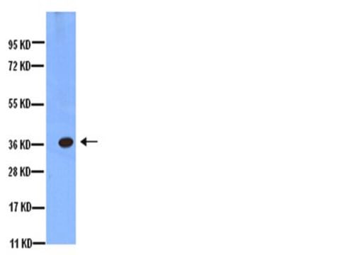 Anti-Aquaporin 4 Antibody, CT Chemicon&#174;, from rabbit