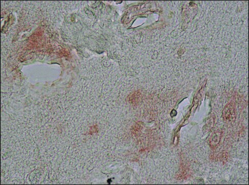 Anti-&#945;-Synuclein antibody produced in rabbit IgG fraction of antiserum, buffered aqueous solution