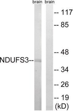 Anti-NDUFS3 antibody produced in rabbit affinity isolated antibody