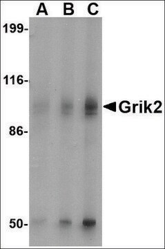 Anti-Grik2 antibody produced in rabbit affinity isolated antibody, buffered aqueous solution