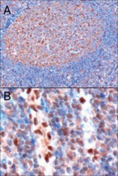 Anti-GAPDH, C-Terminal antibody produced in goat affinity isolated antibody, buffered aqueous solution