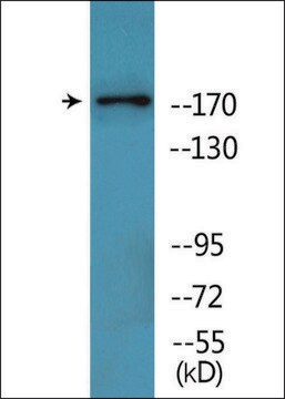 Anti-phospho-TOP2A (pThr1343) antibody produced in rabbit affinity isolated antibody