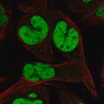 Anti-TCEAL1 antibody produced in rabbit Prestige Antibodies&#174; Powered by Atlas Antibodies, affinity isolated antibody