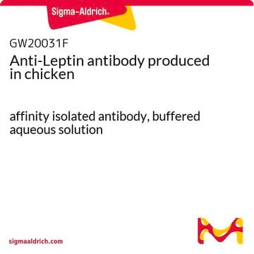 Anti-Leptin antibody produced in chicken affinity isolated antibody, buffered aqueous solution