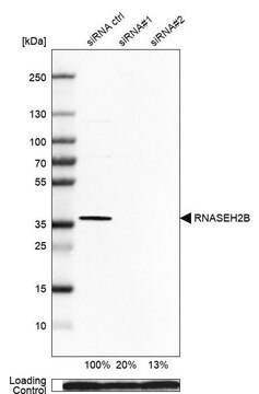 Anti-RNASEH2B antibody produced in rabbit Prestige Antibodies&#174; Powered by Atlas Antibodies, affinity isolated antibody, buffered aqueous glycerol solution