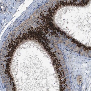 Anti-QSOX2 antibody produced in rabbit Prestige Antibodies&#174; Powered by Atlas Antibodies, affinity isolated antibody, buffered aqueous glycerol solution