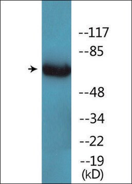 Anti-phospho-Ezrin (pTyr353) antibody produced in rabbit affinity isolated antibody