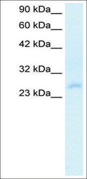 Anti-HOXC4 antibody produced in rabbit IgG fraction of antiserum