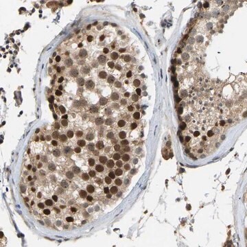 Anti-ZNF251 antibody produced in rabbit Prestige Antibodies&#174; Powered by Atlas Antibodies, affinity isolated antibody, buffered aqueous glycerol solution