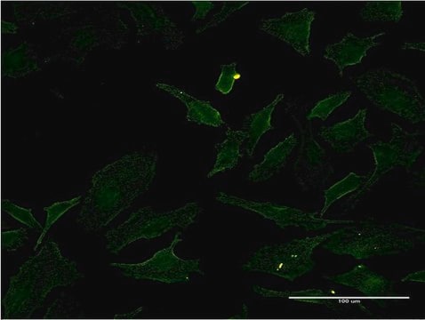 ANTI-BRAF antibody produced in mouse clone 2F7, purified immunoglobulin, buffered aqueous solution