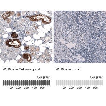 Anti-WFDC2 antibody produced in mouse Prestige Antibodies&#174; Powered by Atlas Antibodies, clone CL12917, purified by using Protein A, buffered aqueous glycerol solution